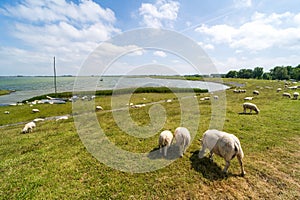 Sheep grazing on a dike of the IJsselmeer