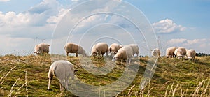 Sheep grazing on a in the Netherlands