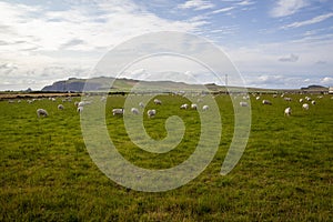 Sheep grazing in Dingle Peninsula Ireland