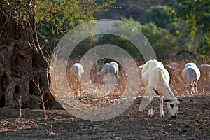 Sheep grazing on dry grass near olive tree