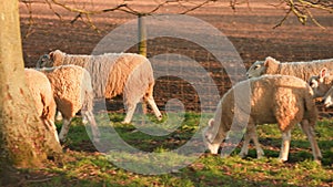 Sheep grazing, eating grass walking in a field with trees and a fence on a farm at sunset or sunrise