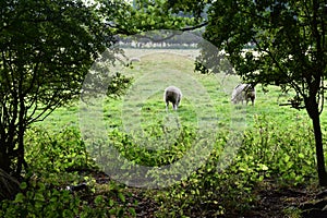 Sheep Grazing in England lush pastures and farmlands in the United Kingdom. Beautiful English countryside with emerald green field