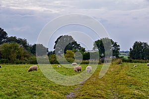 Sheep Grazing in England lush pastures and farmlands in the United Kingdom. Beautiful English countryside with emerald green field