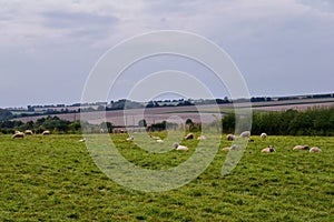 Sheep Grazing in England lush pastures and farmlands in the United Kingdom. Beautiful English countryside with emerald green field