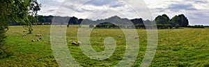 Sheep Grazing in England lush pastures and farmlands in the United Kingdom. Beautiful English countryside with emerald green field