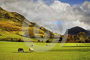 Sheep Grazing, English Countryside, Lake District photo