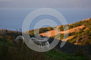 Sheep Grazing In Evening