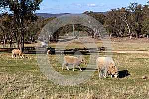 Sheep grazing in the farm, Australia