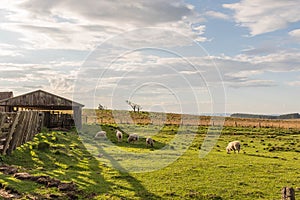 Sheep grazing in winter 04