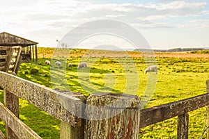 Sheep grazing in winter next to the stable 01