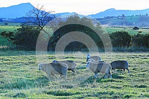 Sheep grazing on a farm near Great Brak