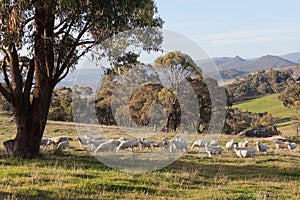 Sheep grazing in farm near Oberon. NSW. Australia.