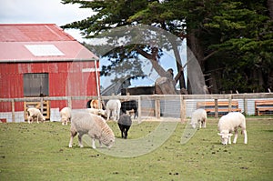 Sheep grazing on a farm near Queenstown