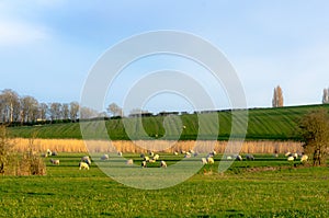 Sheep grazing in a farm under a blue sky