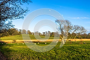 Sheep grazing in a farm under a blue sky