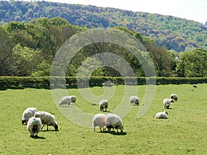 Sheep grazing on farmland