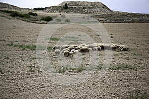 Sheep grazing field