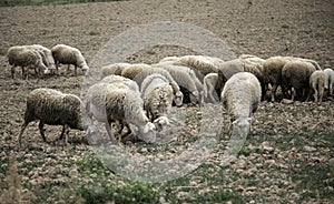 Sheep grazing field