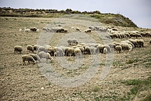 Sheep grazing field