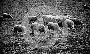 Sheep grazing field