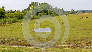 Sheep Grazing Field