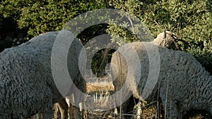 Sheep Grazing Field