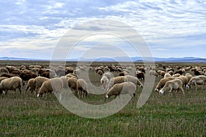 Sheep grazing in the field