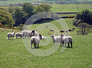 Sheep grazing in field