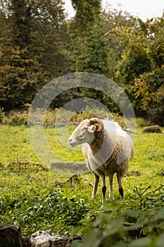 sheep grazing in the field in autumn in SatÃ£o Portugal