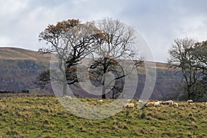 Sheep grazing in a field in de Scottish highlands