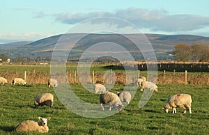 Sheep grazing in field distant fells Lancashire