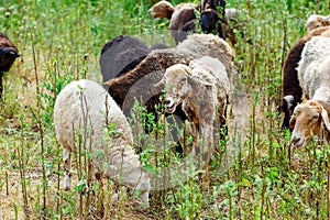 Sheep grazing in a field and eat grass.
