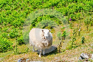 Sheep grazing on a field, Elan Valley