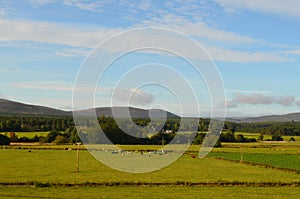 Sheep Grazing in the Field in Front of Cairngorms Mountains