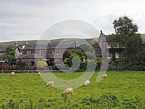 Sheep grazing in a field in front of the village of cartmel in cumbria