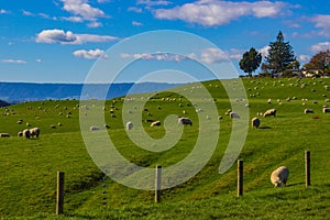 Sheep Grazing in a Field in Matamata, New Zealand