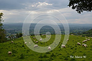 Sheep grazing in field in Ruthin