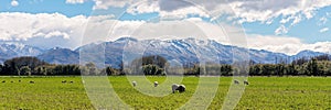 Sheep Grazing In A Field With Snowy Alps