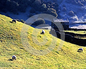 Sheep grazing in field, Swaledale.