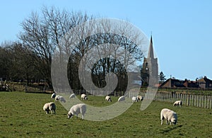 Sheep grazing in field, village church and trees