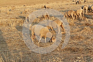 Sheep grazing in the fields of Andalusia