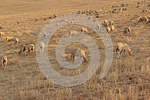 Sheep grazing in the fields of Andalusia