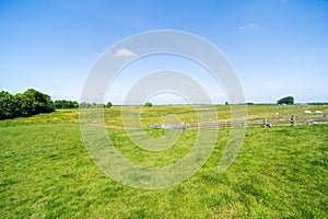 Sheep grazing on the fields of the Friese Meren