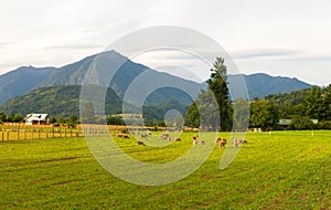 Sheep grazing in the fields of Los Rios Region, Valdivia zone, in southern Chile, Araucania Andean