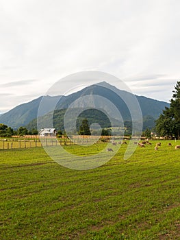 Sheep grazing in the fields of Los Rios Region, Valdivia zone, in southern Chile, Araucania Andean