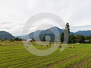 Sheep grazing in the fields of Los Rios Region, Valdivia zone, in southern Chile, Araucania Andean