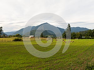 Sheep grazing in the fields of Los Rios Region, Valdivia zone, in southern Chile, Araucania Andean photo