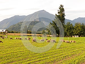 Sheep grazing in the fields of Los Rios Region, Valdivia zone, in southern Chile, Araucania Andean