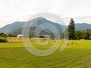 Sheep grazing in the fields of Los Rios Region, Valdivia zone, in southern Chile, Araucania Andean photo