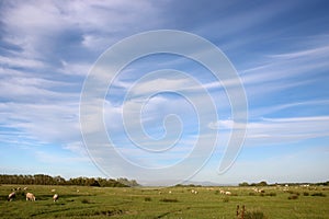 Sheep grazing in fields, Pilling, Lancashire, UK